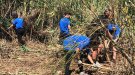 Santa Coloma de Queralt i Sarral tindran camps de treball aquest estiu