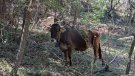 La Vall del Corb posa a prova la silvopastura amb collars virtuals per prevenir incendis