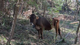 La Vall del Corb posa a prova la silvopastura amb collars virtuals per prevenir incendis