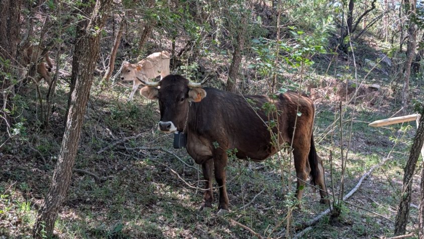 La Vall del Corb posa a prova la silvopastura amb collars virtuals per prevenir incendis
