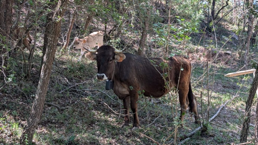 La Vall del Corb posa a prova la silvopastura amb collars virtuals per prevenir incendis