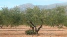 La Conca de Barberà rebrà 428.637 euros en ajuts a la producció agrària ecològica