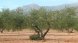 La Conca de Barberà rebrà 428.637 euros en ajuts a la producció agrària ecològica