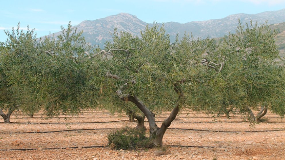 La Conca de Barberà rebrà 428.637 euros en ajuts a la producció agrària ecològica