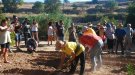  Santa Coloma organitza la quarta plantada de safrà 