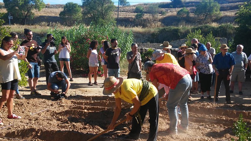  Santa Coloma organitza la quarta plantada de safrà 